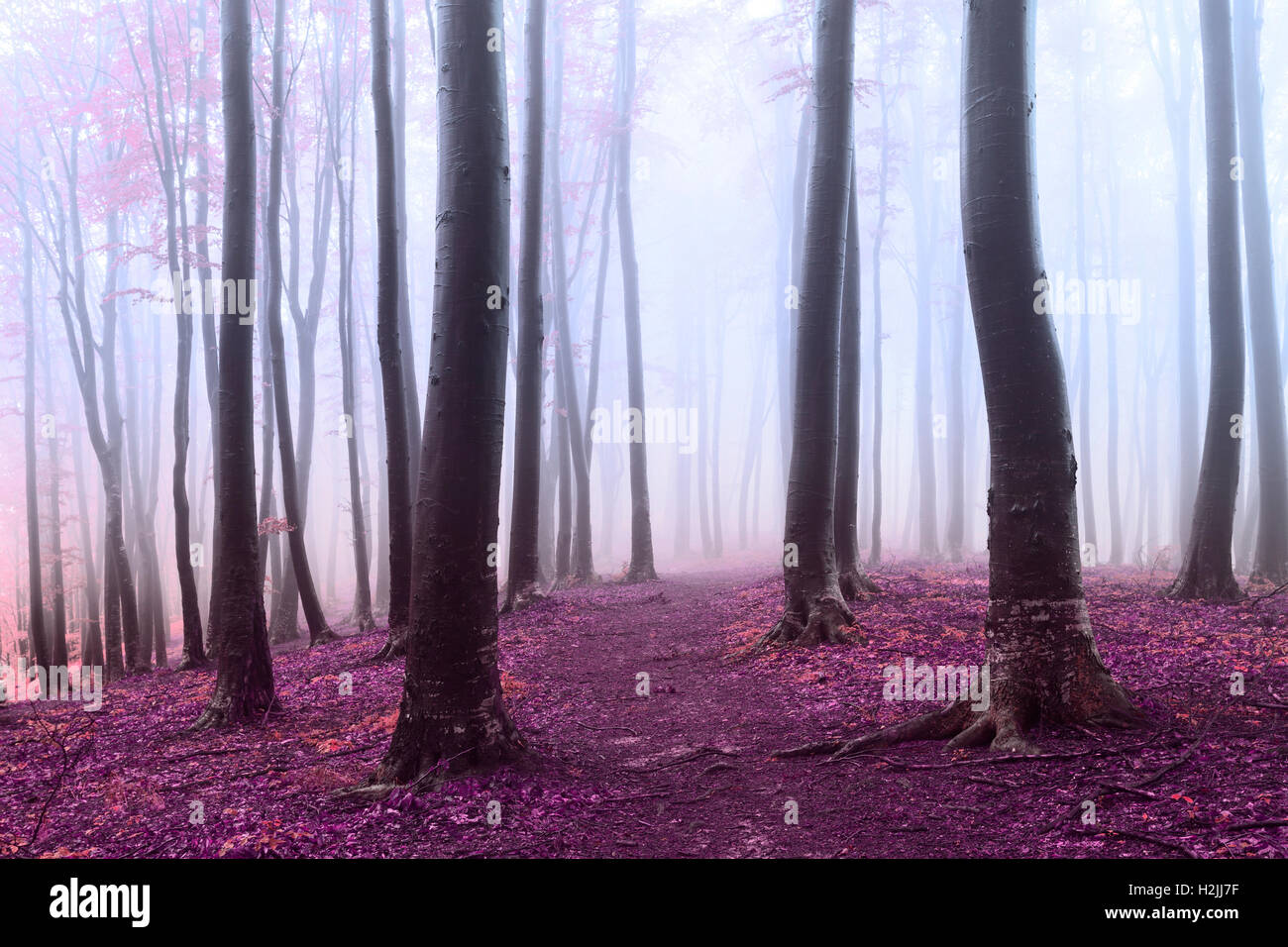 Fairy tale foggy forest trails into autumn woods Stock Photo - Alamy