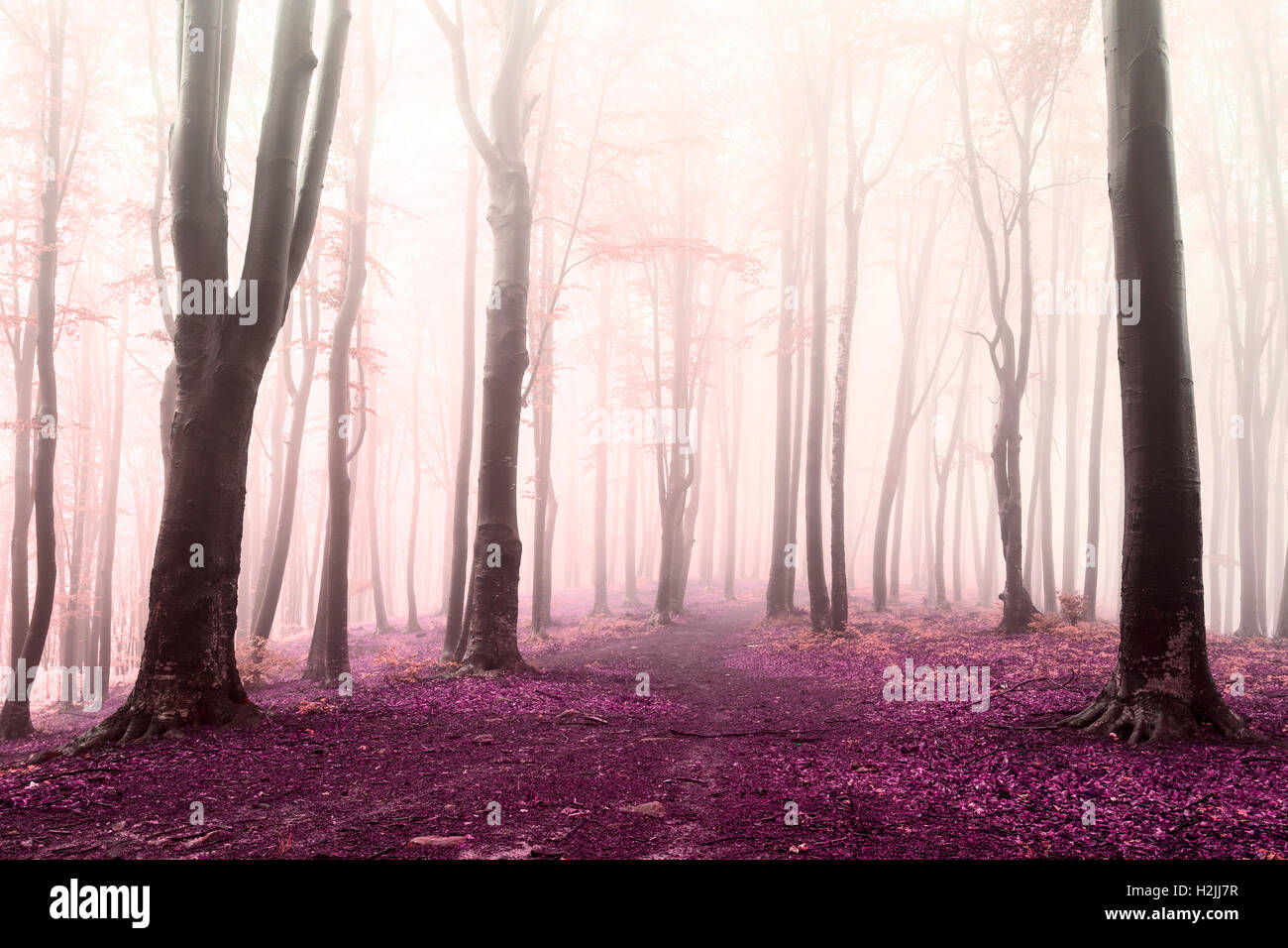 Fairy tale foggy forest trails into autumn woods Stock Photo - Alamy