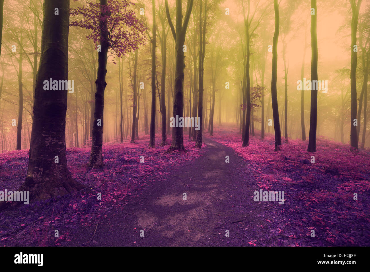 Fairy tale foggy forest trails into autumn woods Stock Photo - Alamy