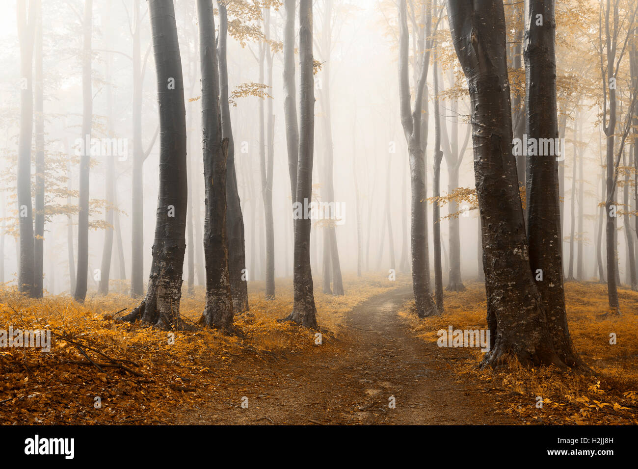 Fairy tale foggy forest trails into autumn woods Stock Photo - Alamy