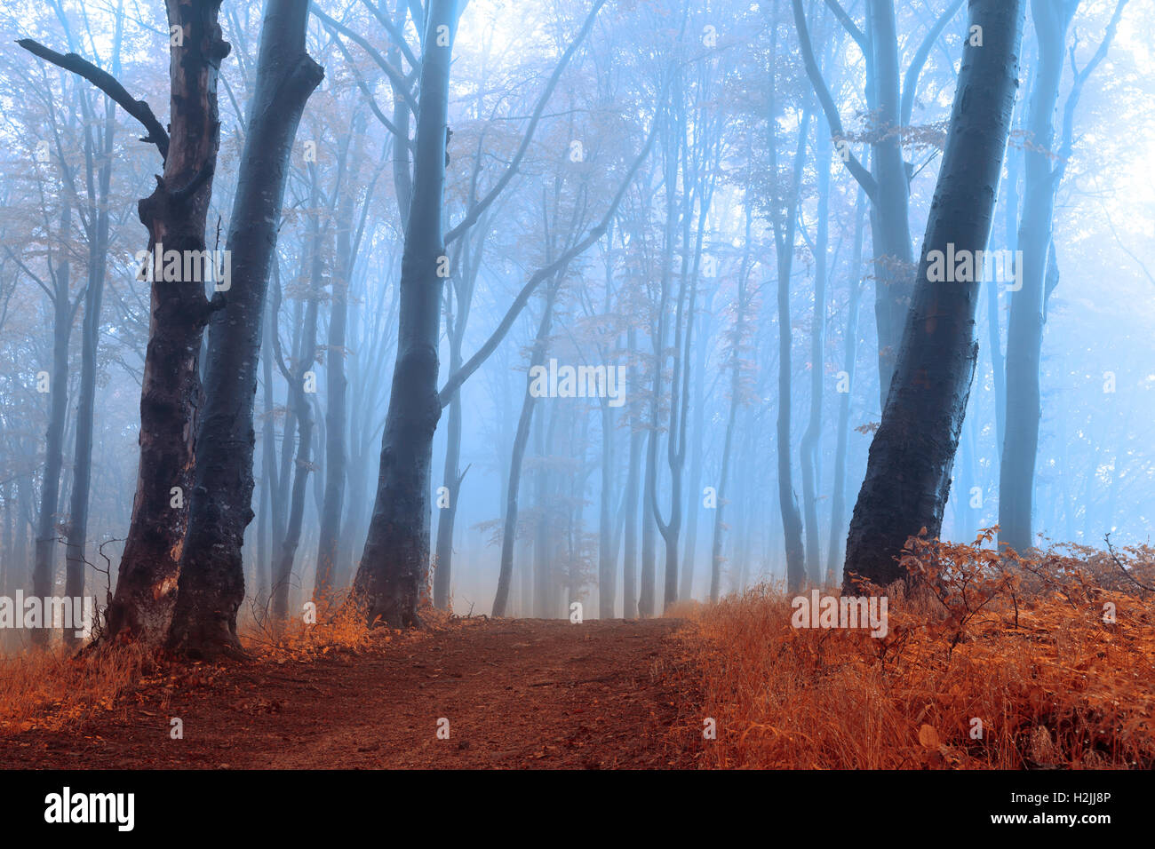 Fairy tale foggy forest trails into autumn woods Stock Photo - Alamy