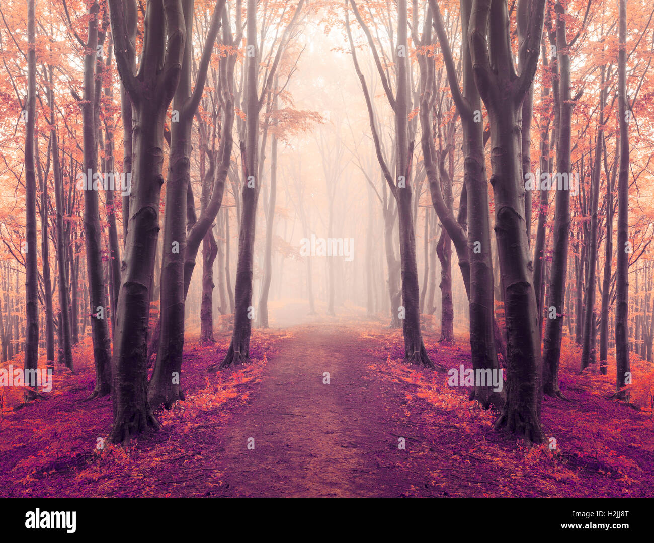 Fairy tale foggy forest trails into autumn woods Stock Photo - Alamy
