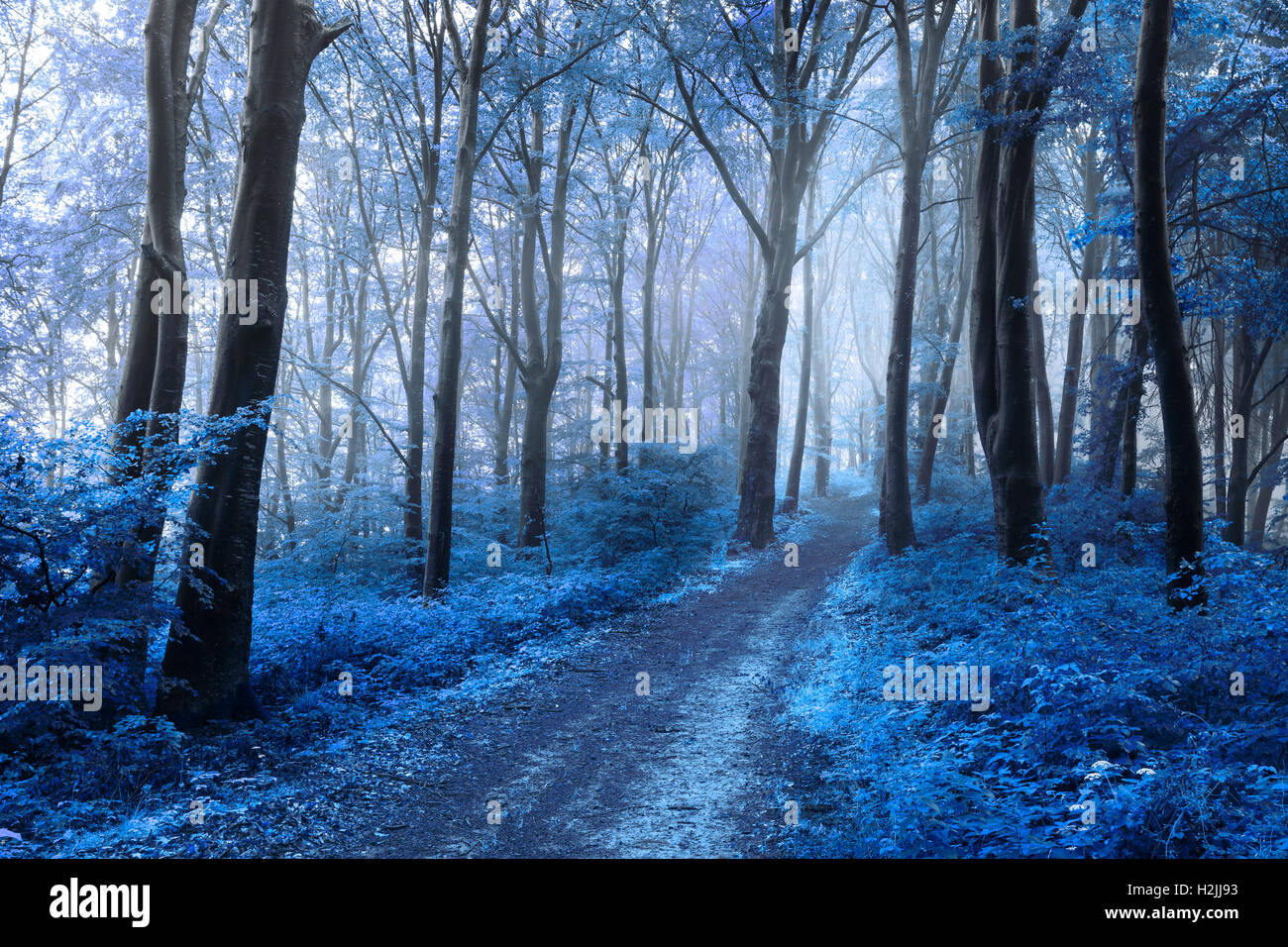 Fairy tale foggy forest trails into autumn woods Stock Photo - Alamy