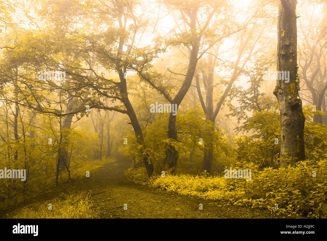 Fairy tale trails in foggy forest during autumn Stock Photo - Alamy