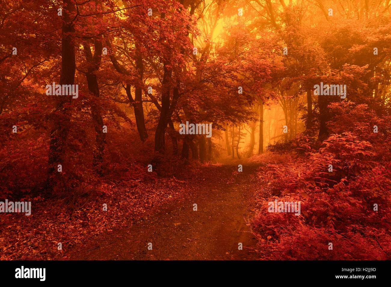Fairy tale trails in foggy forest during autumn Stock Photo - Alamy