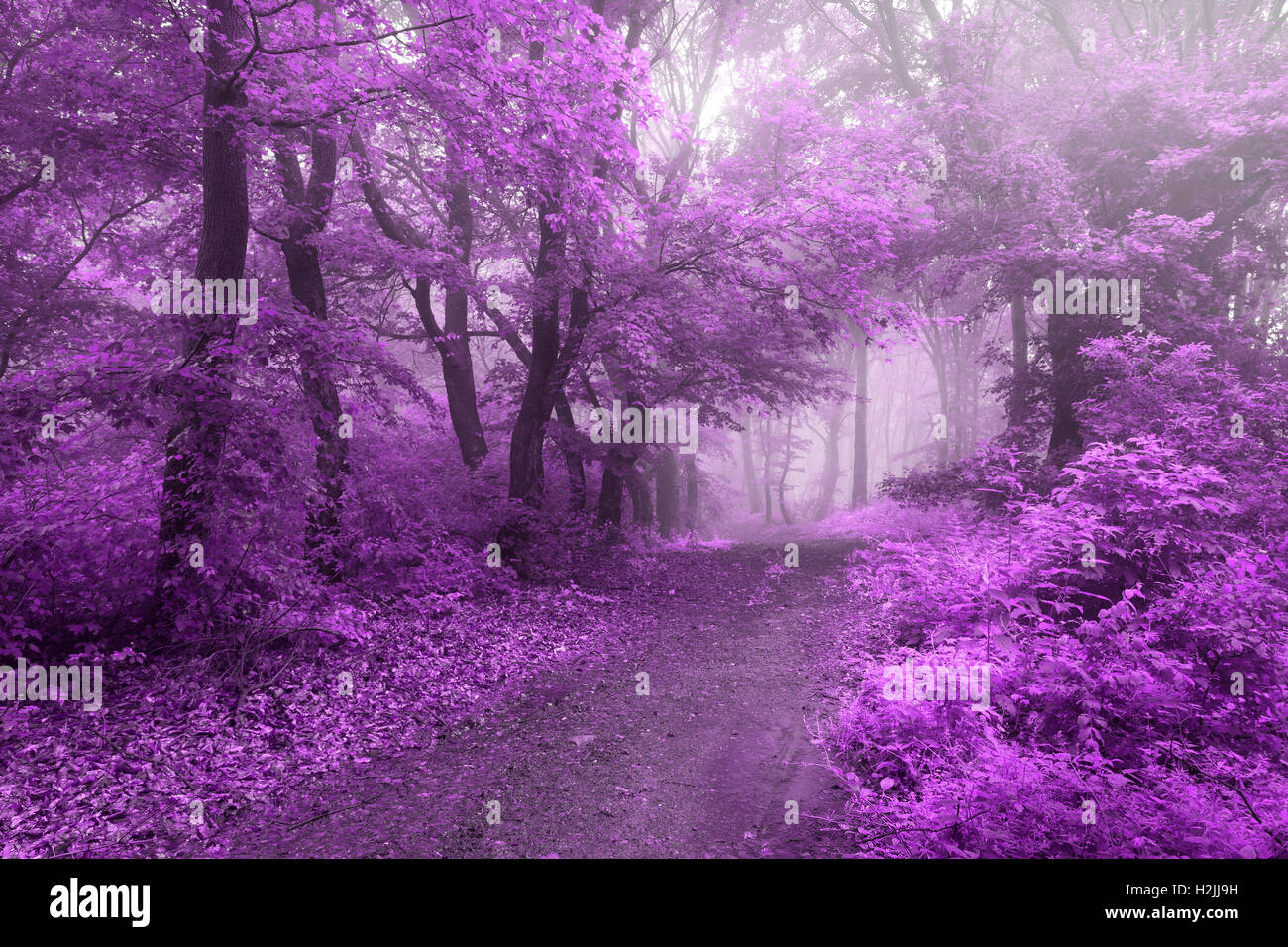 Fairy tale trails in foggy forest during autumn Stock Photo - Alamy