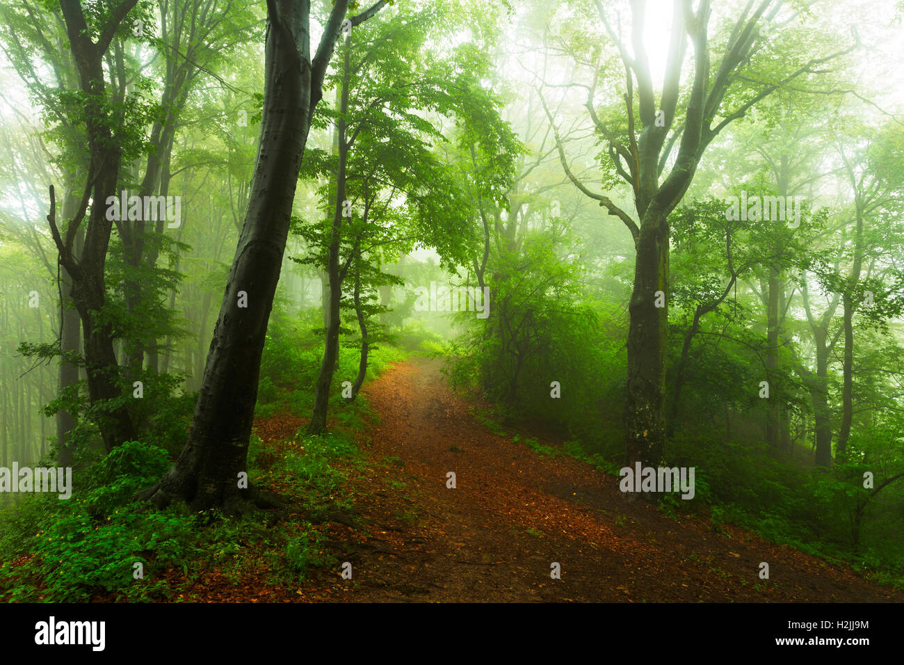 Fairy tale trails in foggy forest during autumn Stock Photo - Alamy