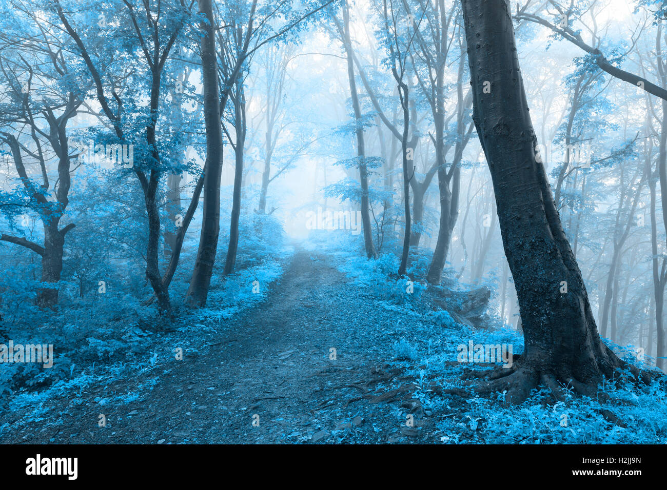 Fairy tale trails in foggy forest during autumn Stock Photo - Alamy