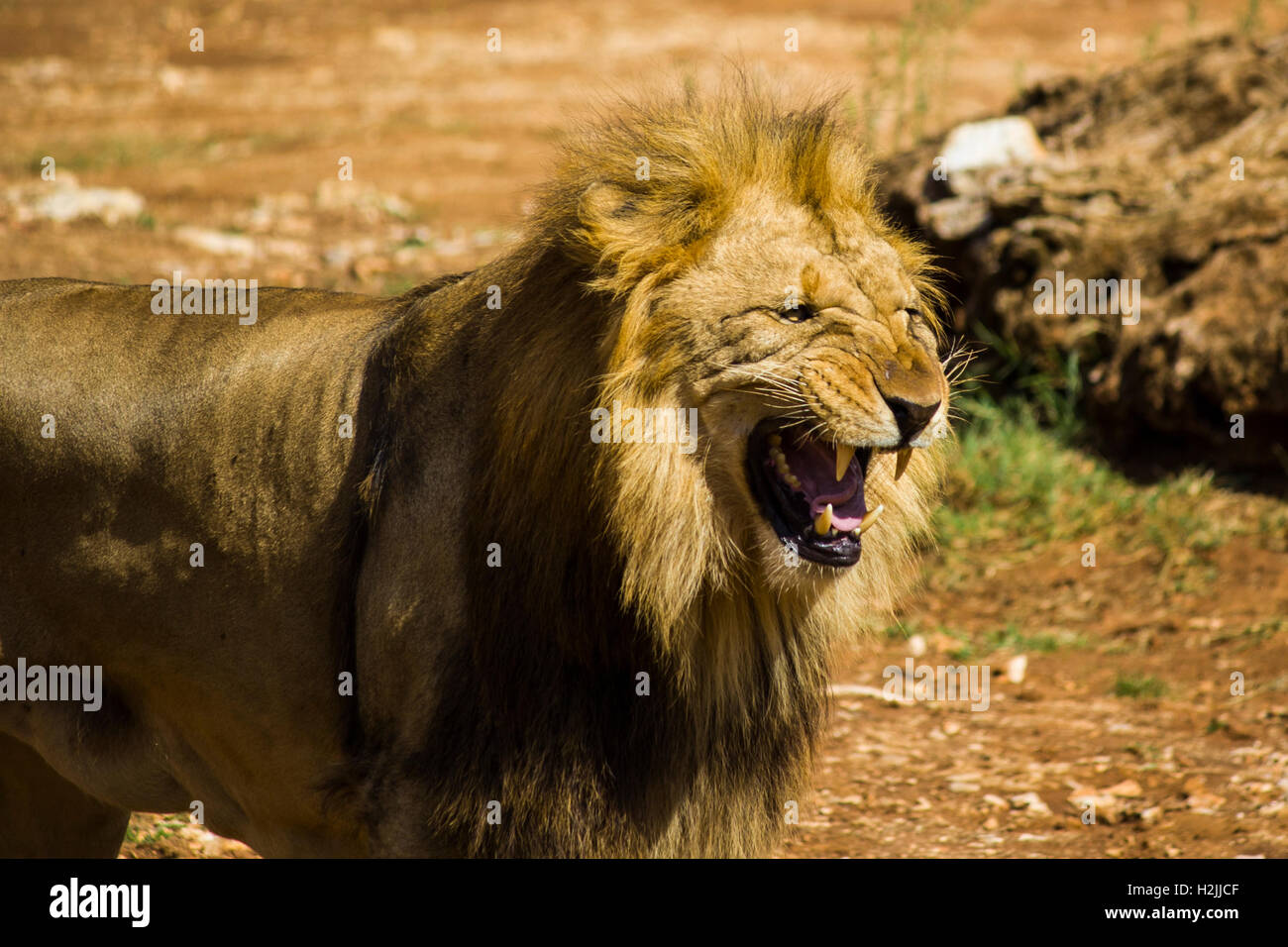 Lion roar Stock Photo