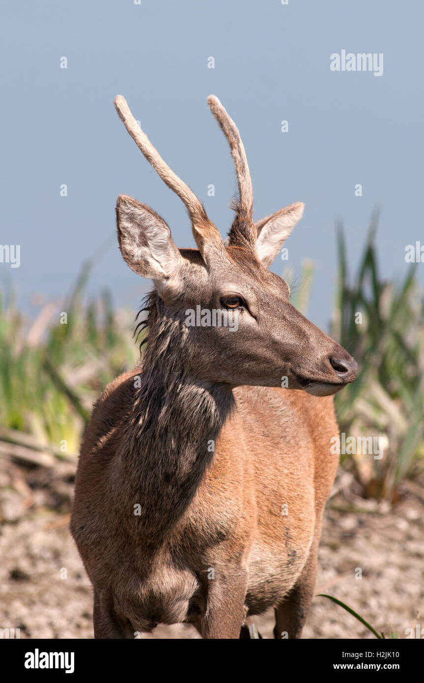 Red deer stag, Cervus elaphus, vertical portrait of young male with little anthlers in grassland. Stock Photo