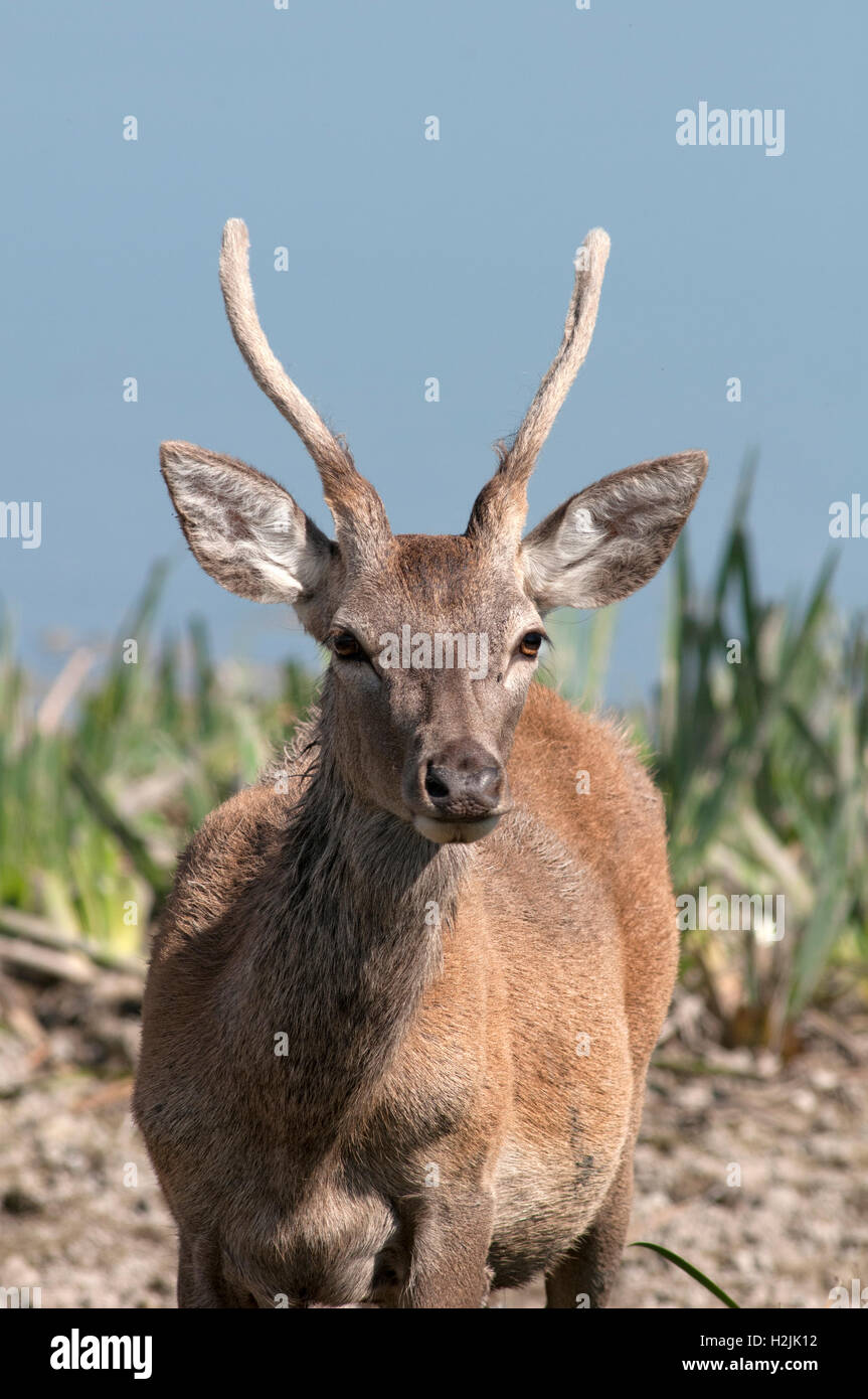 Red deer stag, Cervus elaphus, vertical portrait of young male with little anthlers in grassland. Stock Photo