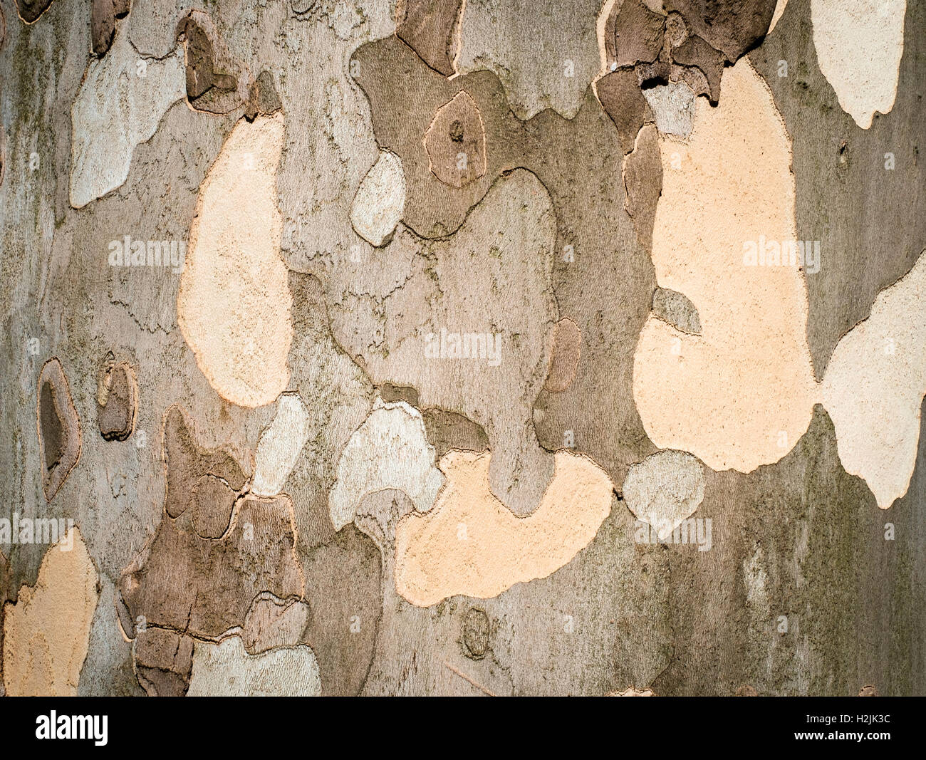 Plane tree bark close up background Stock Photo