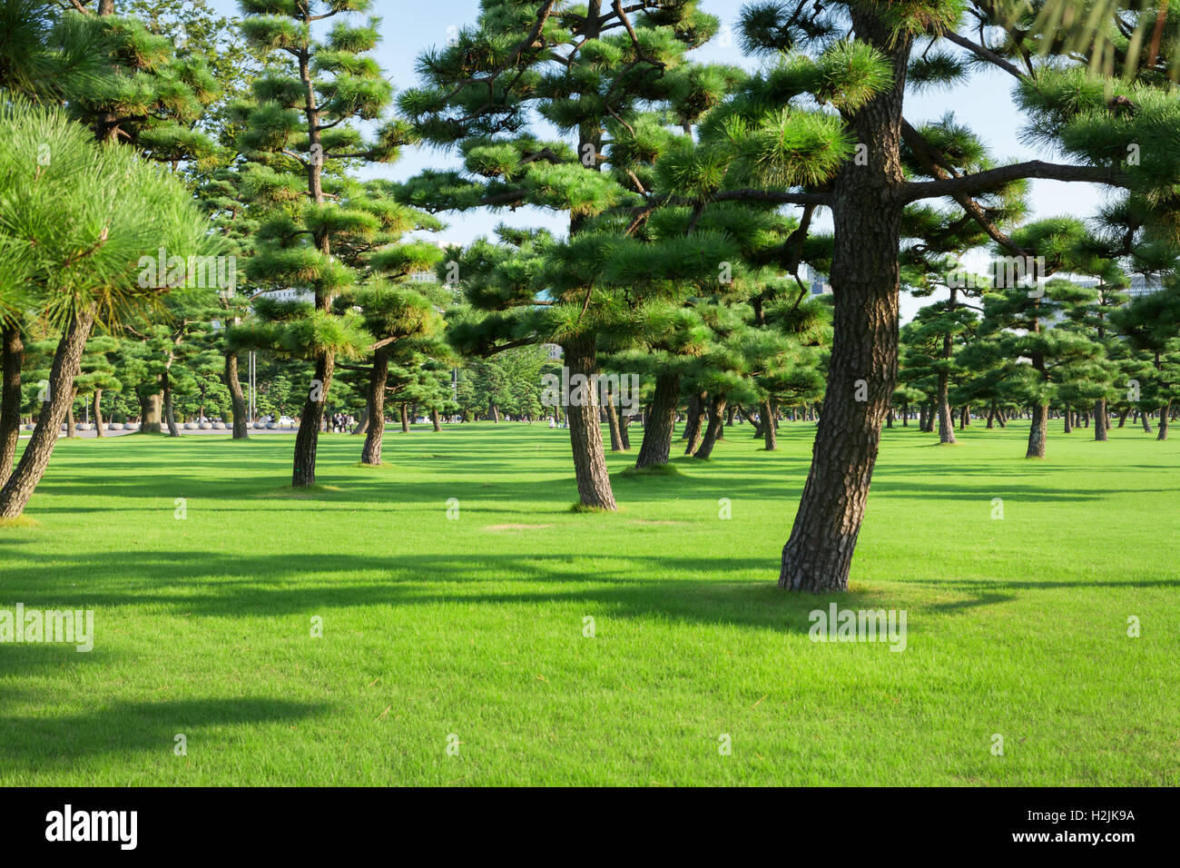 Pine trees park in Tokio, Japan Stock Photo