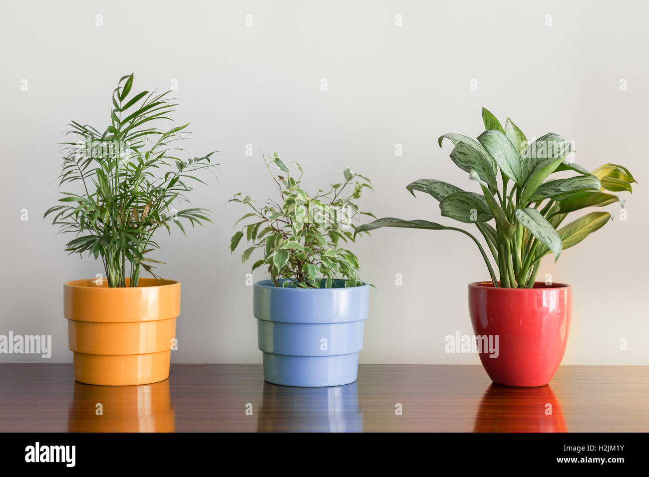 Plants on colorful pots Stock Photo - Alamy