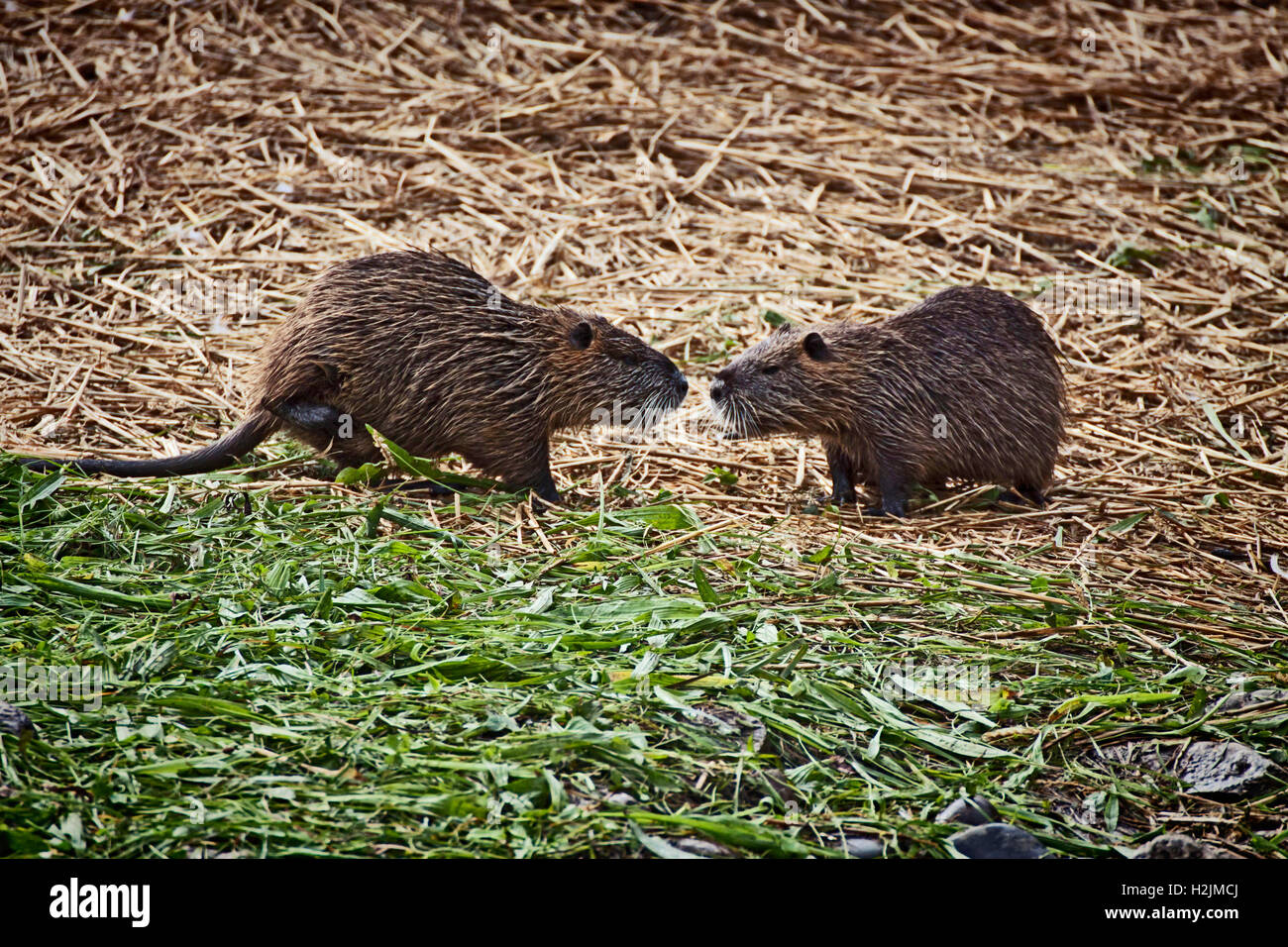 Two arguing coypus,  herbivorous semi aquatic rodents with webbed feet and coarse fur Stock Photo