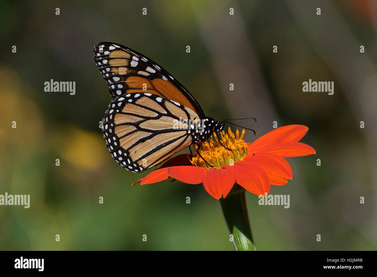 Monarch butterfly on Mexican Sunflower Stock Photo - Alamy