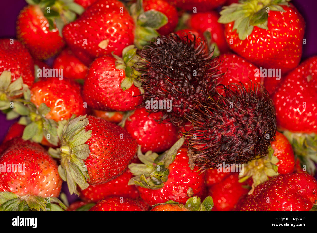 Rambutan among strawberries. Stock Photo