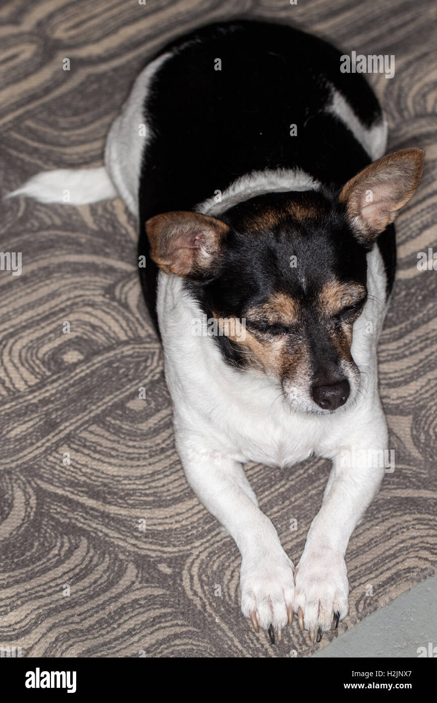 Dog on rug Stock Photo Alamy