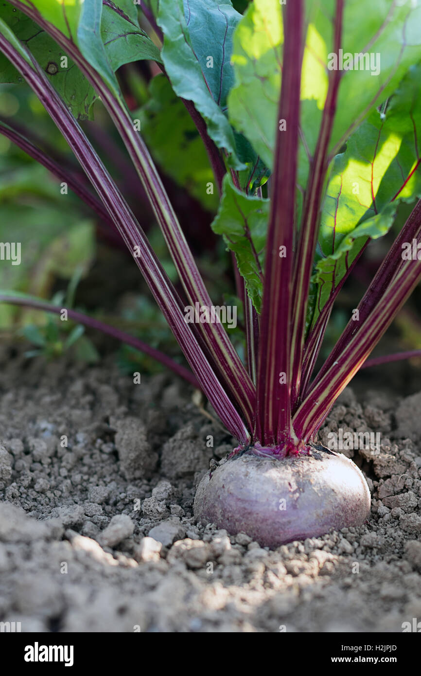 Beetroot in a vegetable garden. Growing beetroot Stock Photo Alamy