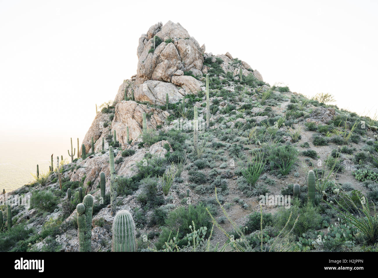 A shrub covered mountain in Saguaro National Park Stock Photo