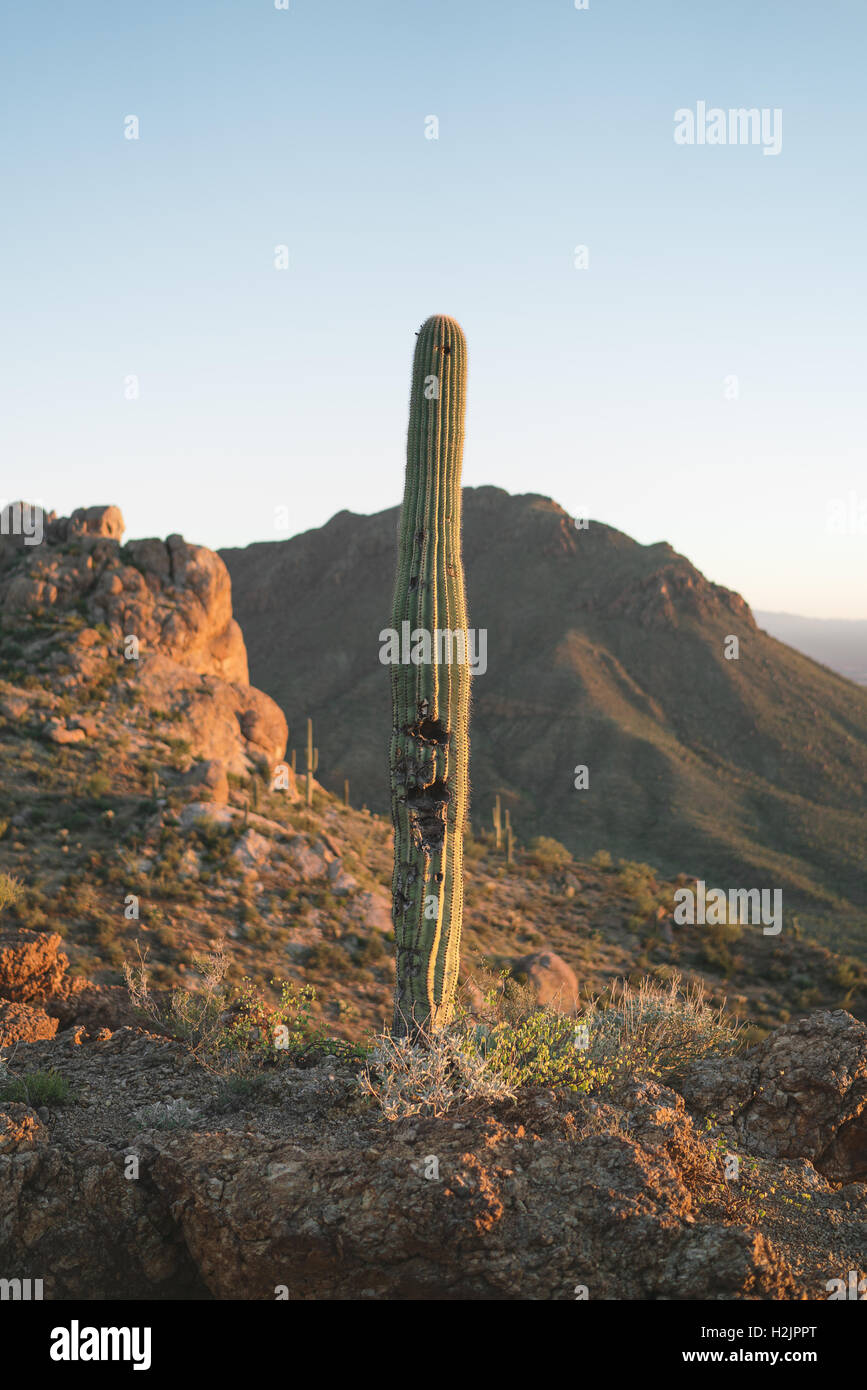A lone Saguaro cactus stands in the desert of Saguaro National Park Stock Photo