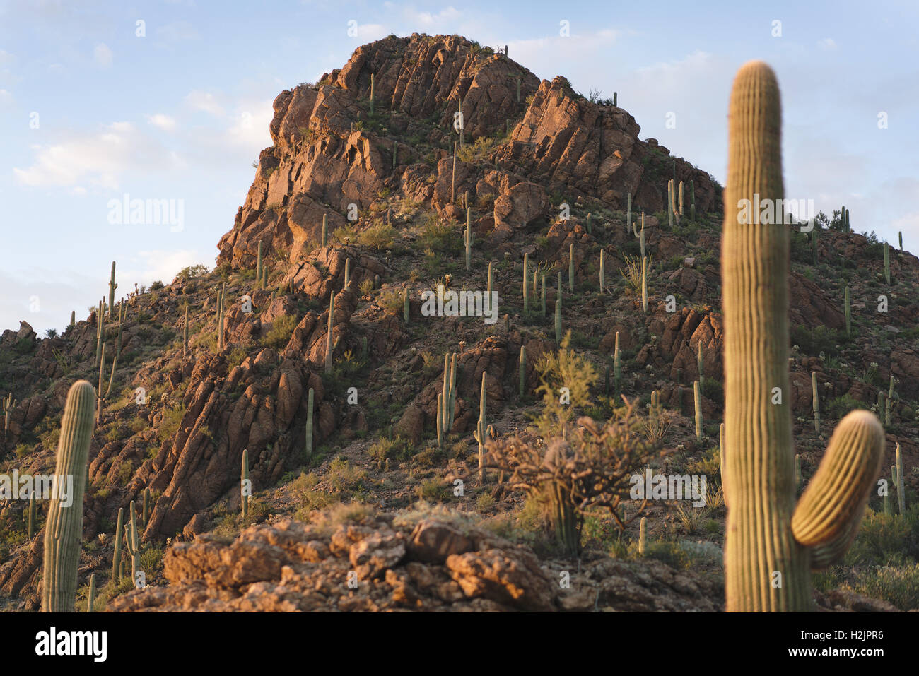 Saguaro cacti covered mountain in Saguaro National Park near Tuscon, Arizona Stock Photo