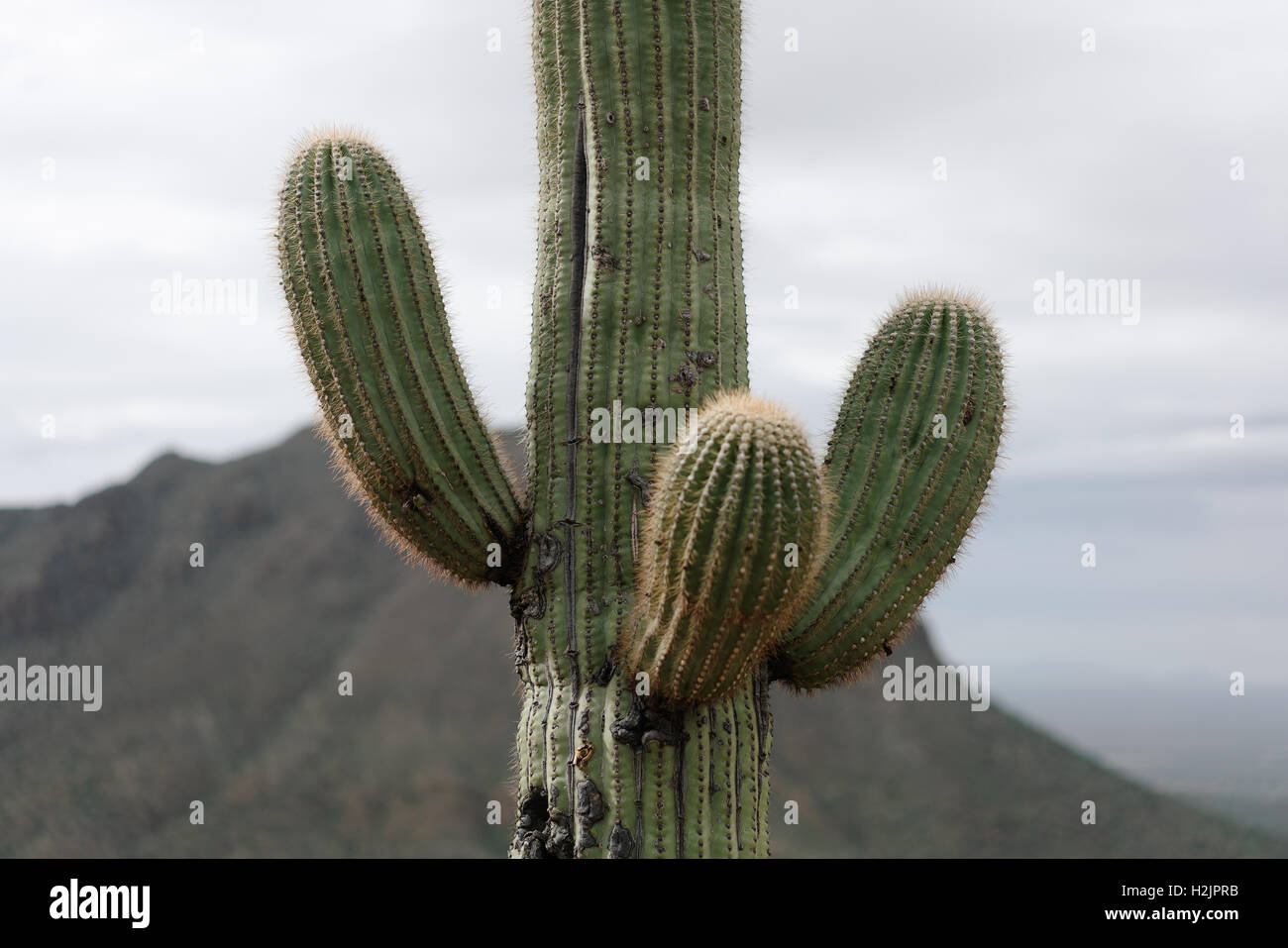 A saguaro cactus in Arizona's Saguaro National Park near Tuscon. Stock Photo