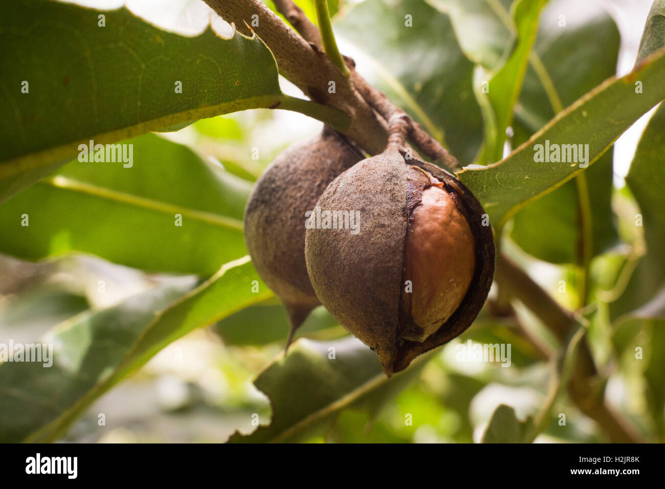 Macadamia nuts are ready for harvest in Kirinyaga County, Kenya Stock