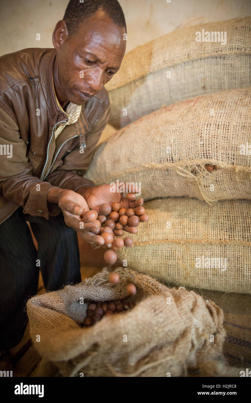 Macadamia Nut Farm High Resolution Stock Photography and Images Alamy