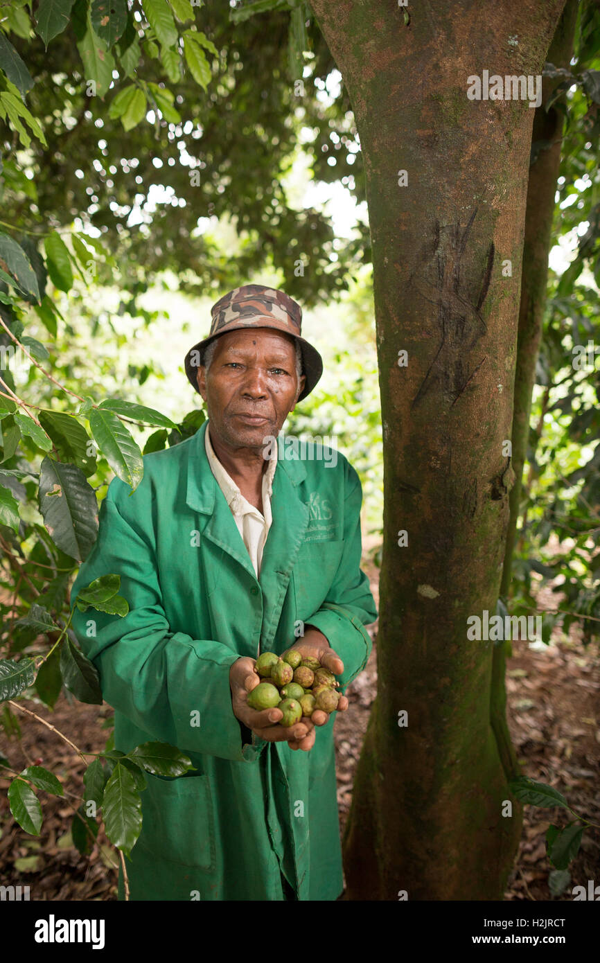 A fair trade nut grower forages for macadamia nuts in Kirinyaga County, Kenya. Stock Photo
