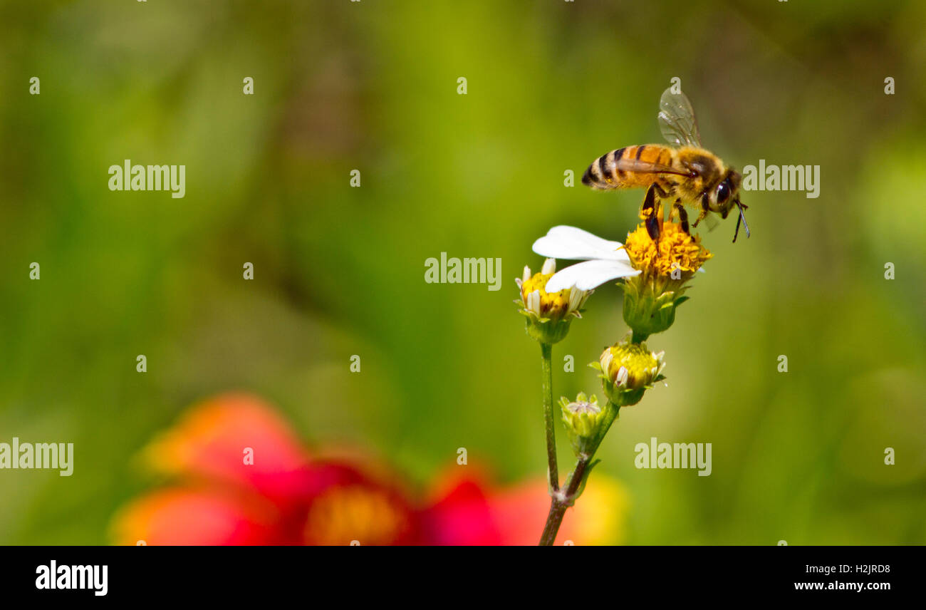 A honeybee gathers nectar from a Spanish Needle flower. Stock Photo