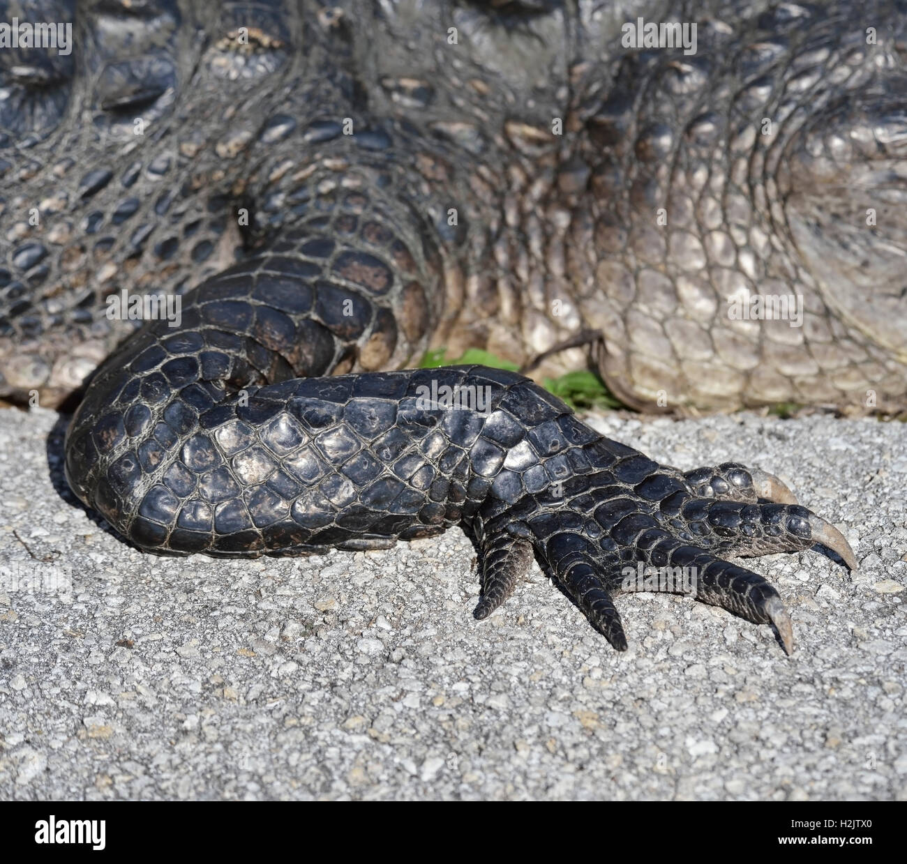 Alligator Claw Stock Photo - Alamy