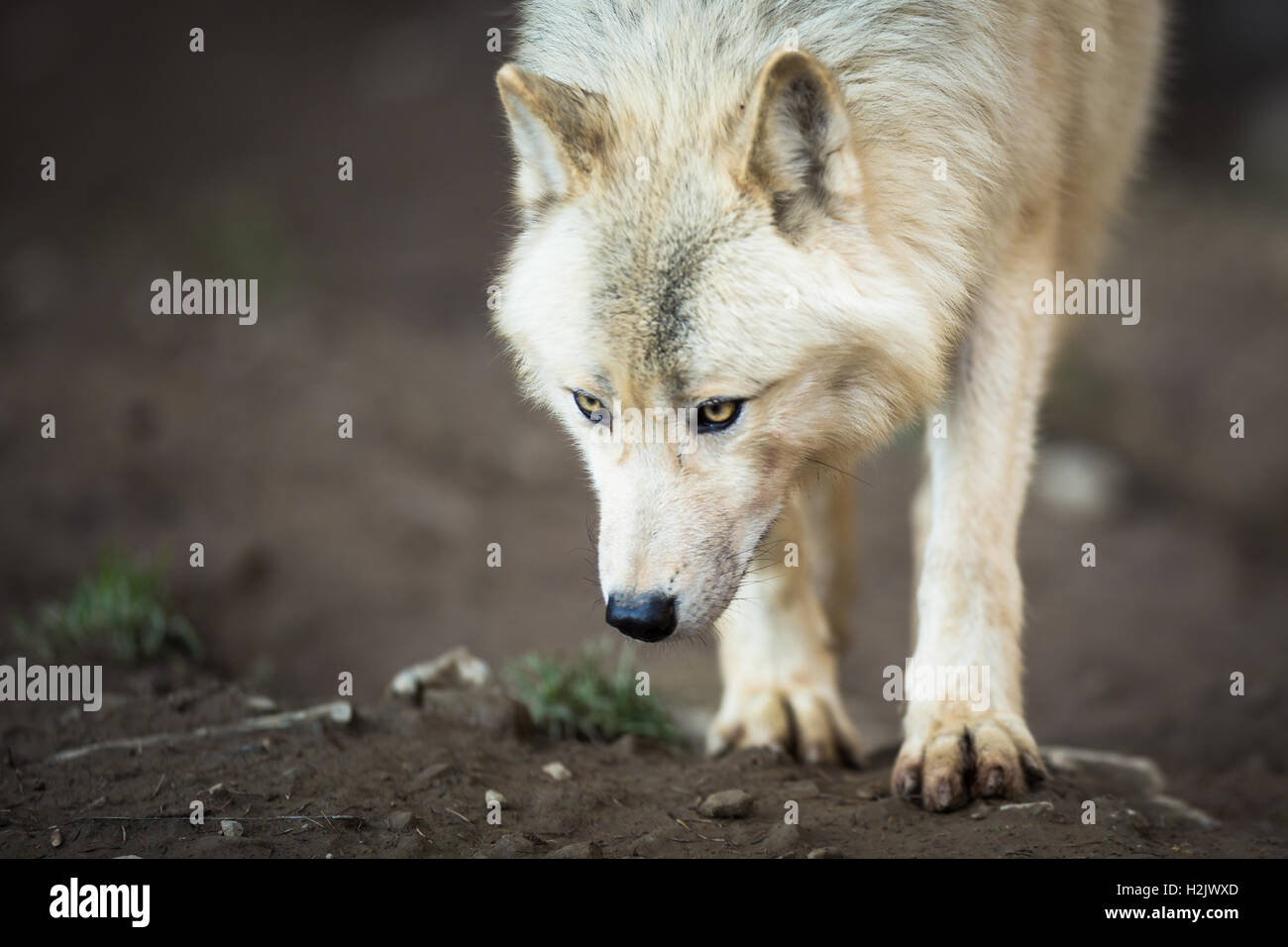 Arctic Wolf (Canis lupus arctos) Stock Photo