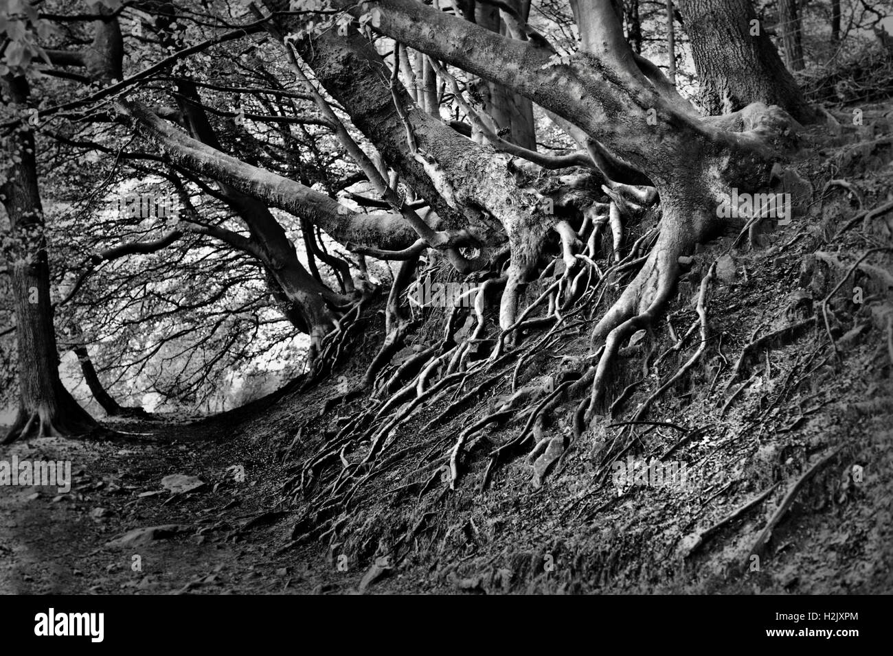 Spooky tree line Stock Photo