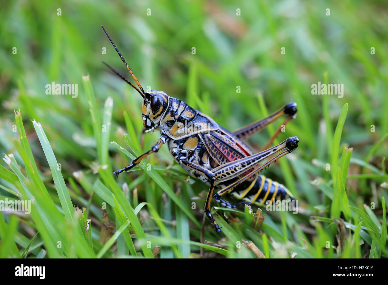 Lubber Grasshopper on grass, South Carolina Stock Photo