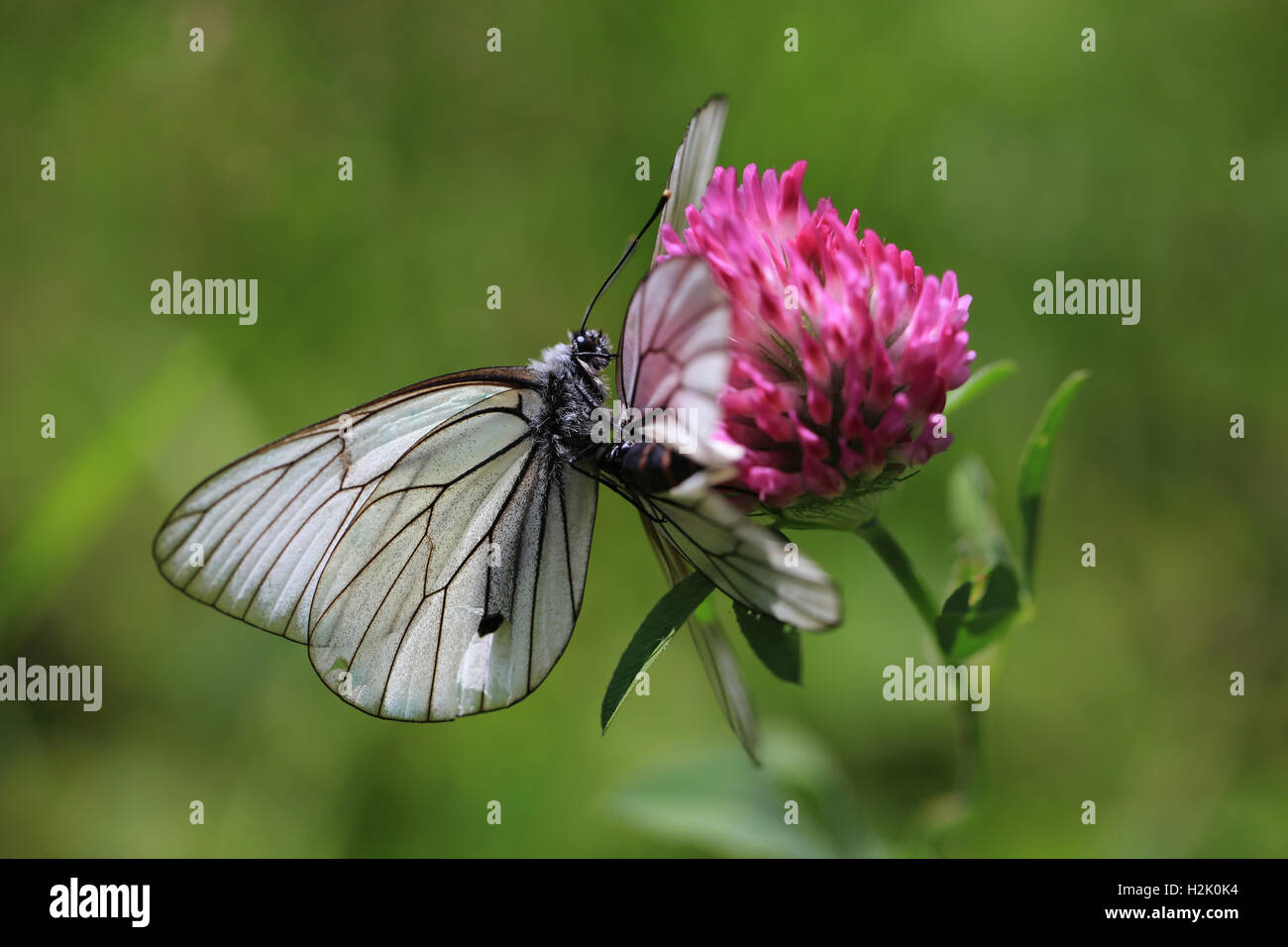 Black-veined white (Aporia Crataegi) butterflies on a clover flower Stock Photo