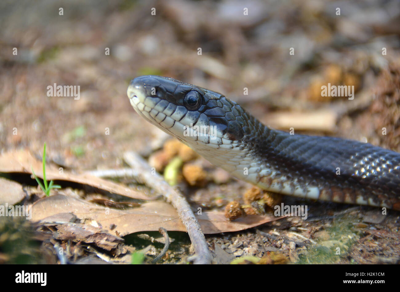 Rat Snake (Elaphe obsoleta) Stock Photo