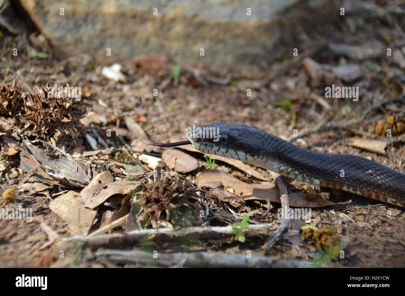 Rat Snake (Elaphe obsoleta) Stock Photo