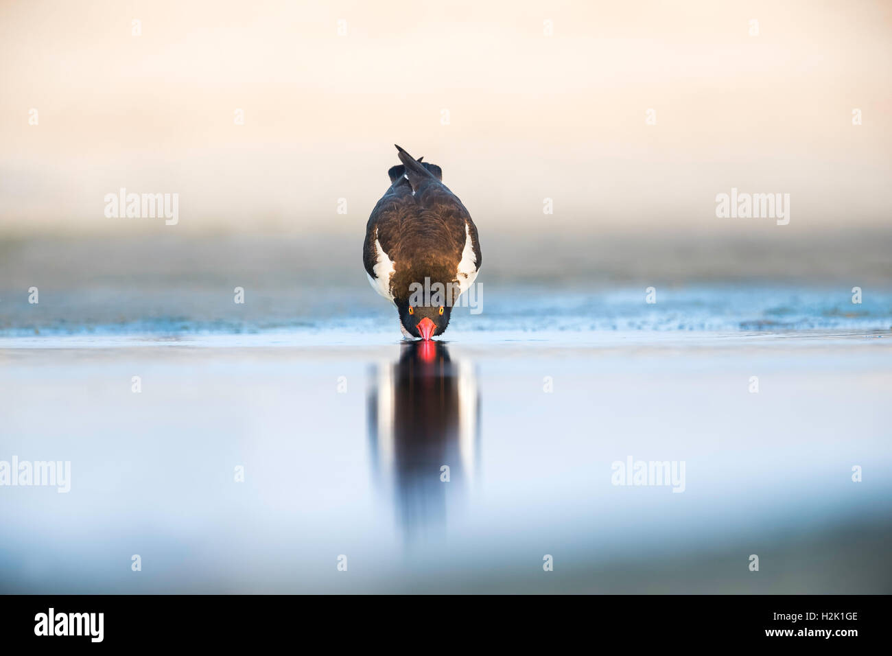 Adult American Oystercatcher taking a sip of water on a hot summer day on the beach in New York, USA Stock Photo