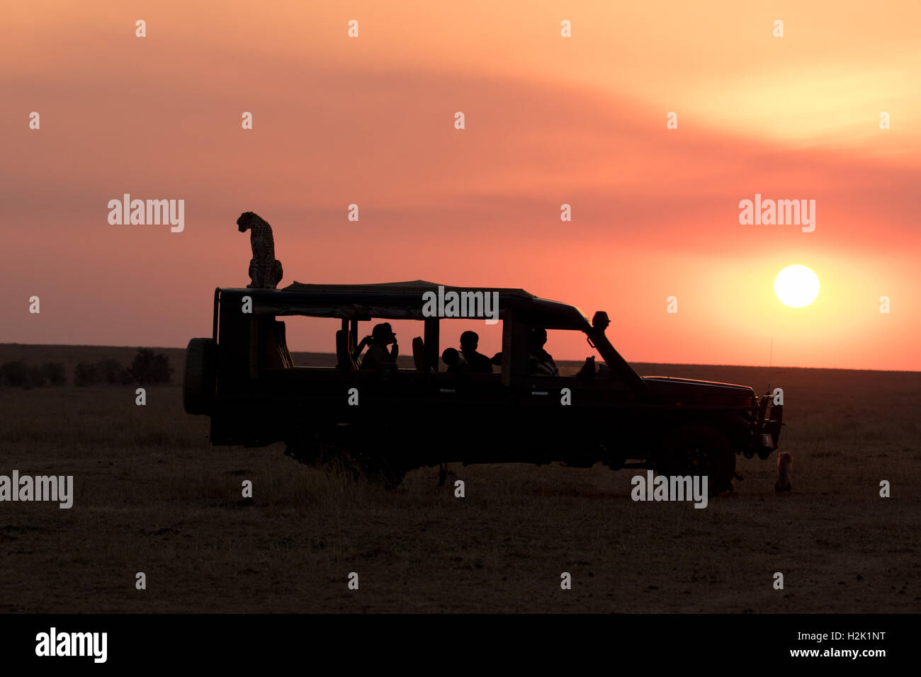 A silhouette of a cheetah sitting atop a safari vehicle as the sun sets in the background Stock Photo
