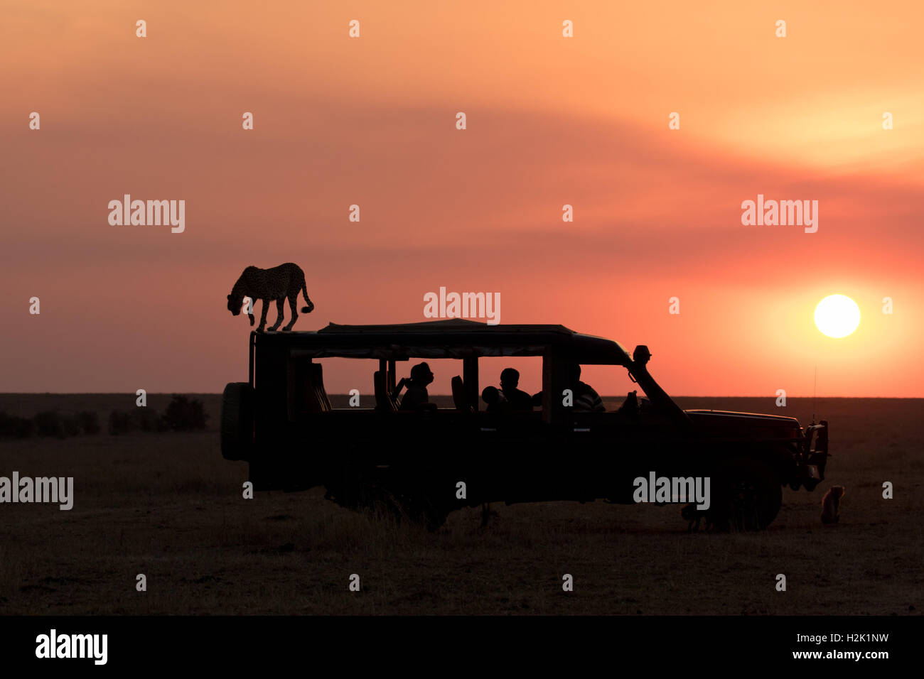 A silhouette of a cheetah walking atop a safari vehicle as the sun sets in the background Stock Photo