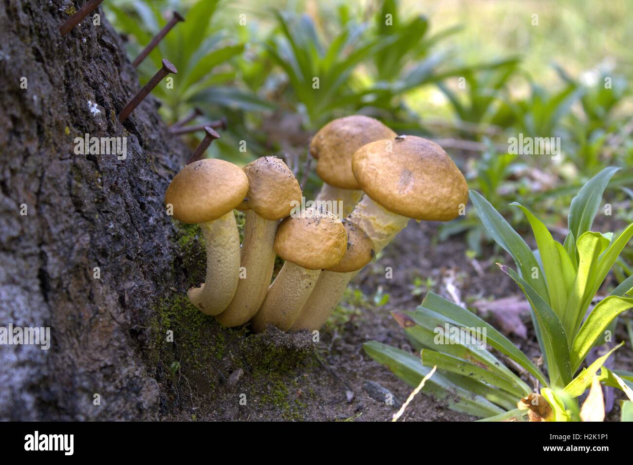 Cluster of Mushrooms By a Tree Stock Photo