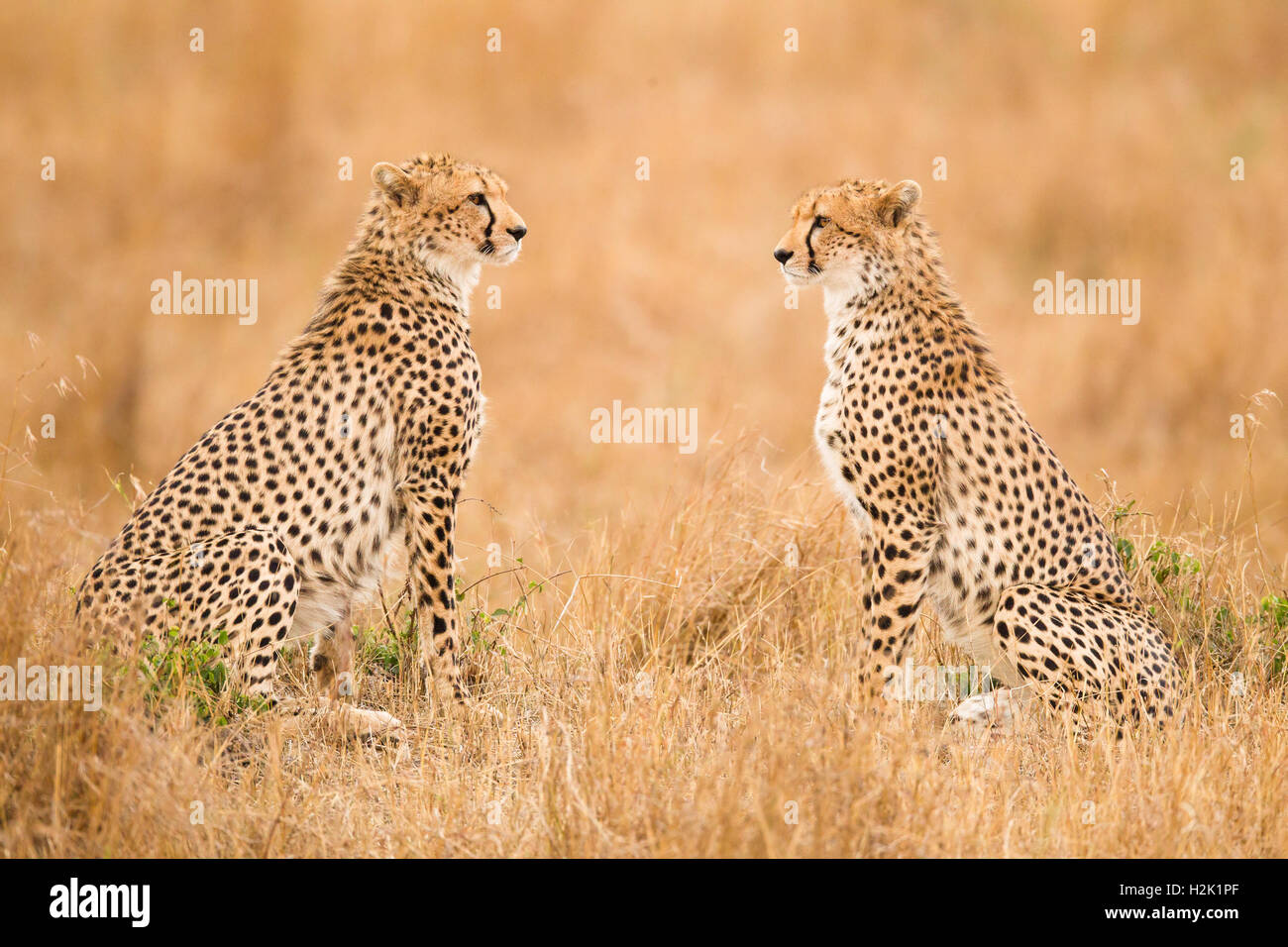 Two cheetahs sitting amidst the grass and looking at each other Stock Photo