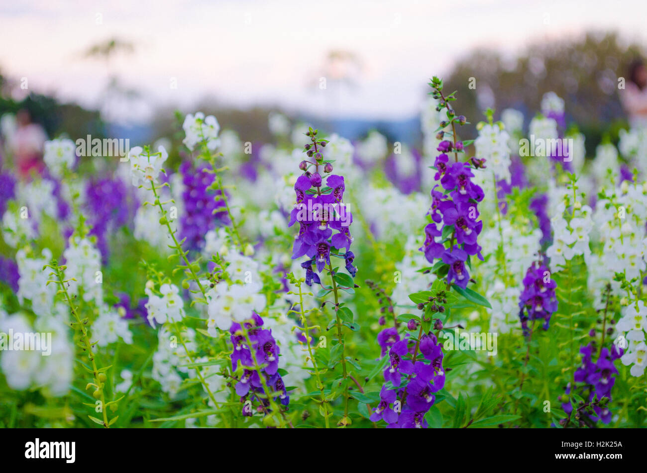 white and violet Salvia flower in field Stock Photo