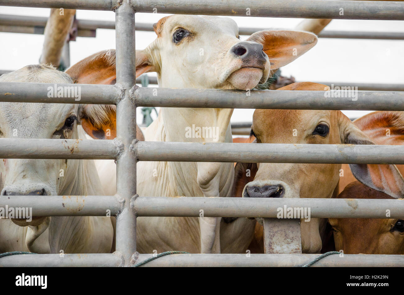 cow on truck cage for send to slaughterhouse Stock Photo
