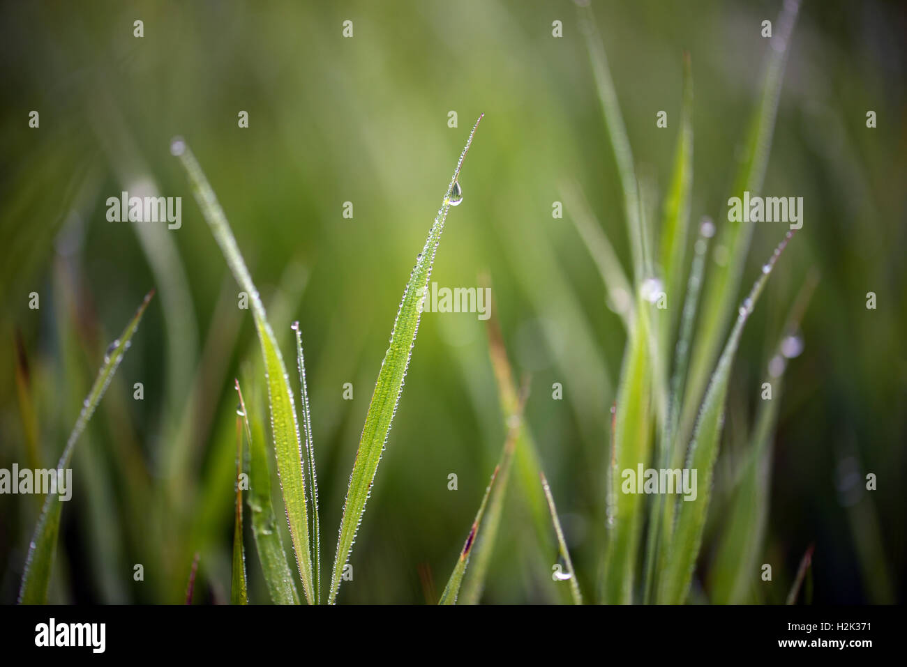 drops of dew on a green grass Stock Photo - Alamy