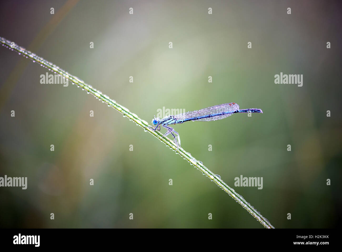 blue dragonfly sits on a grass on a meadow Stock Photo - Alamy