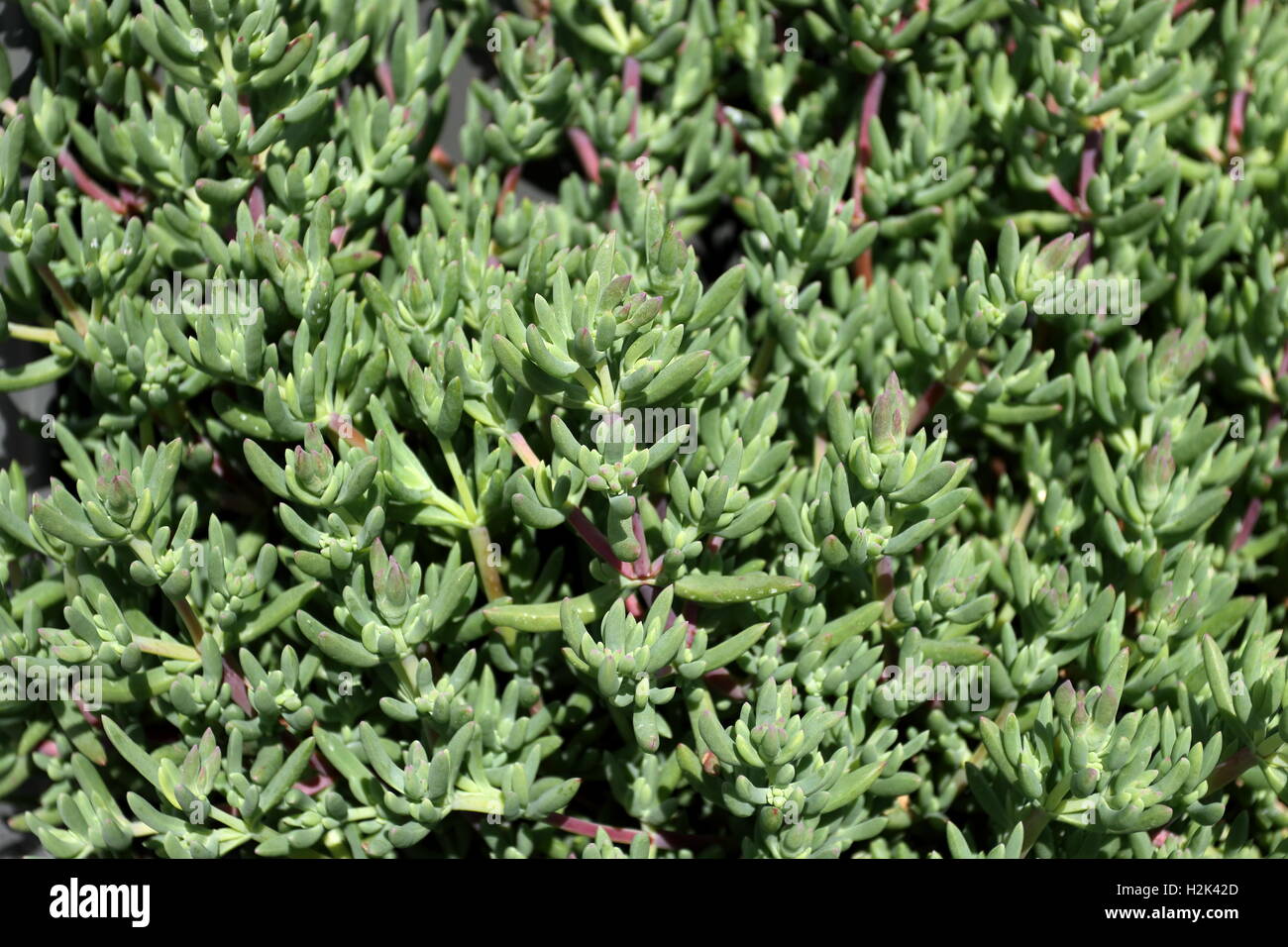Close up of  Mesembryanthemum or known as Ice plant Stock Photo