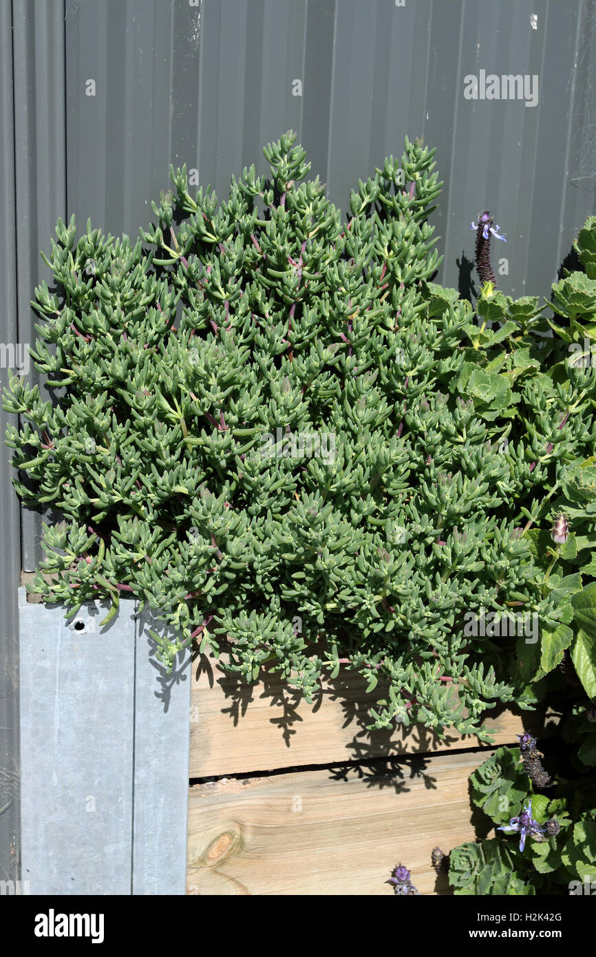 Growing Mesembryanthemum or known as Ice plant growing near the metal fence Stock Photo