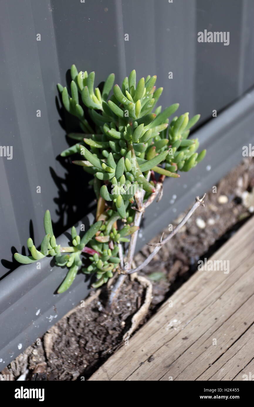 Growing Mesembryanthemum or known as Ice plant growing near metal fence Stock Photo